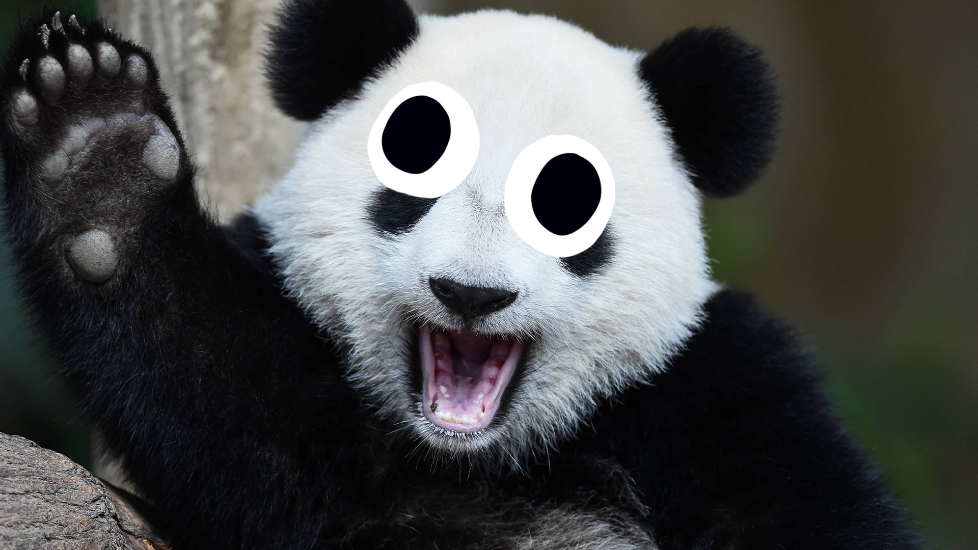 Derpy panda
