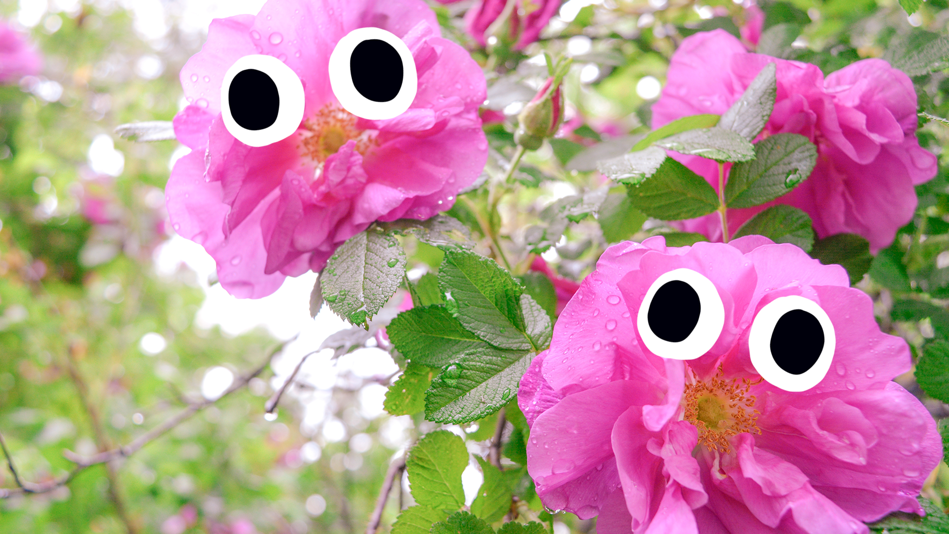 Roses with eyes