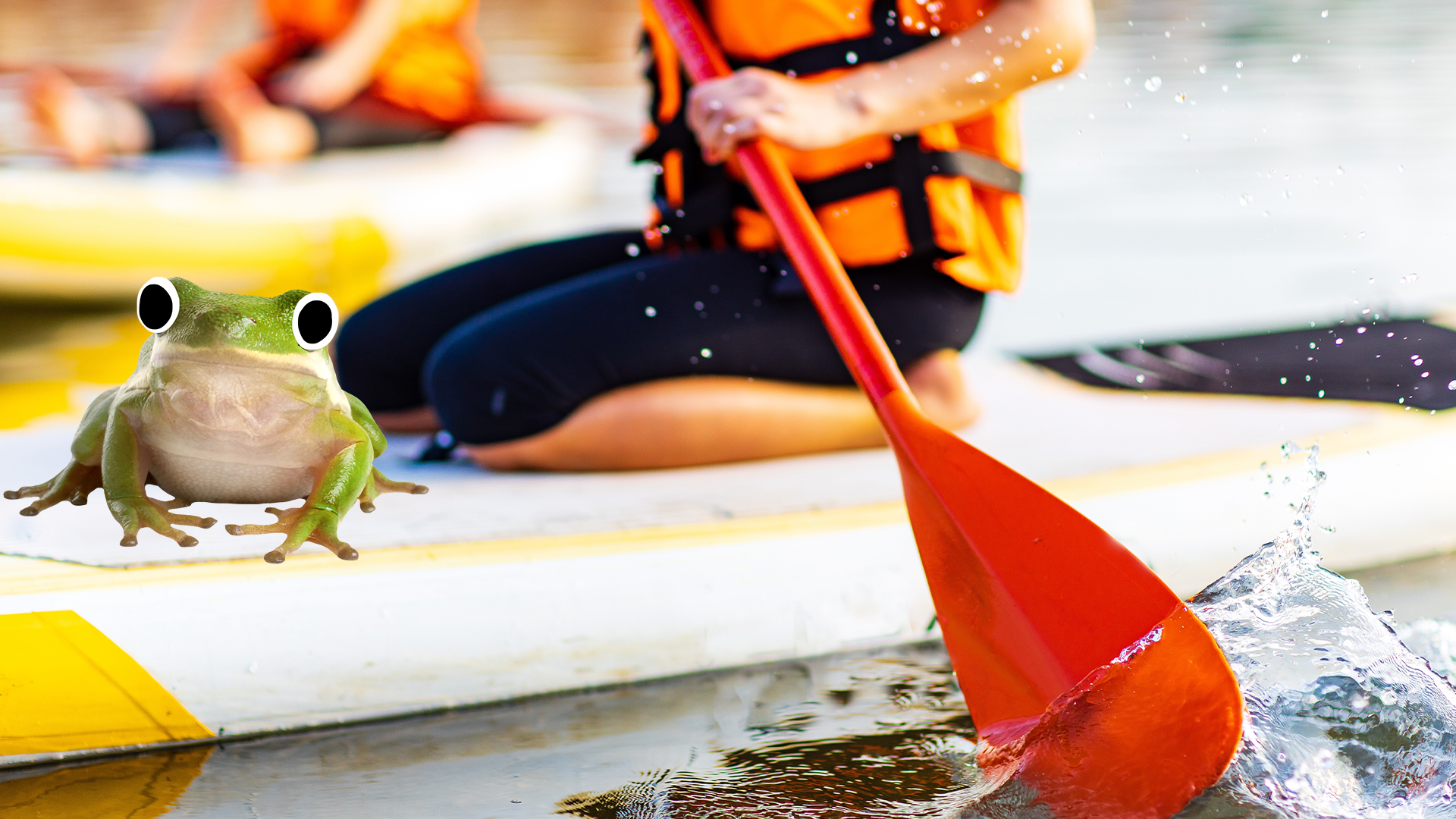 Someone paddle boarding with Beano frog