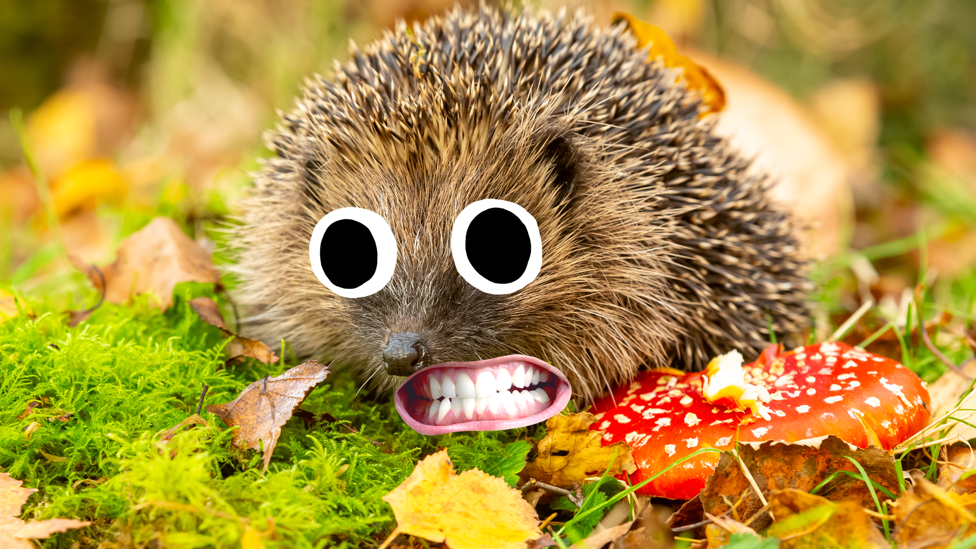 Goofy lil hedgehog