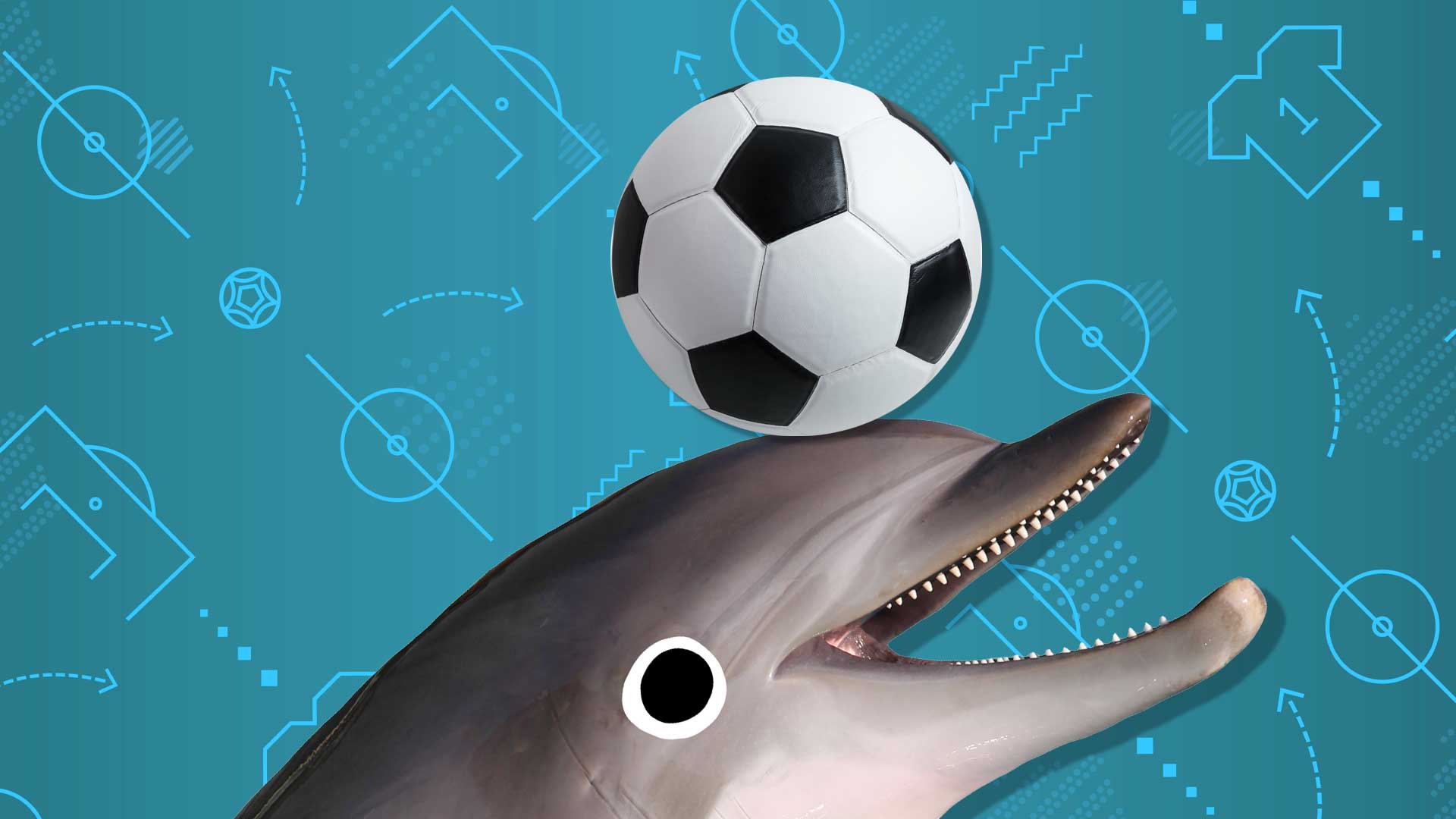 A dolphin balancing a football on its head