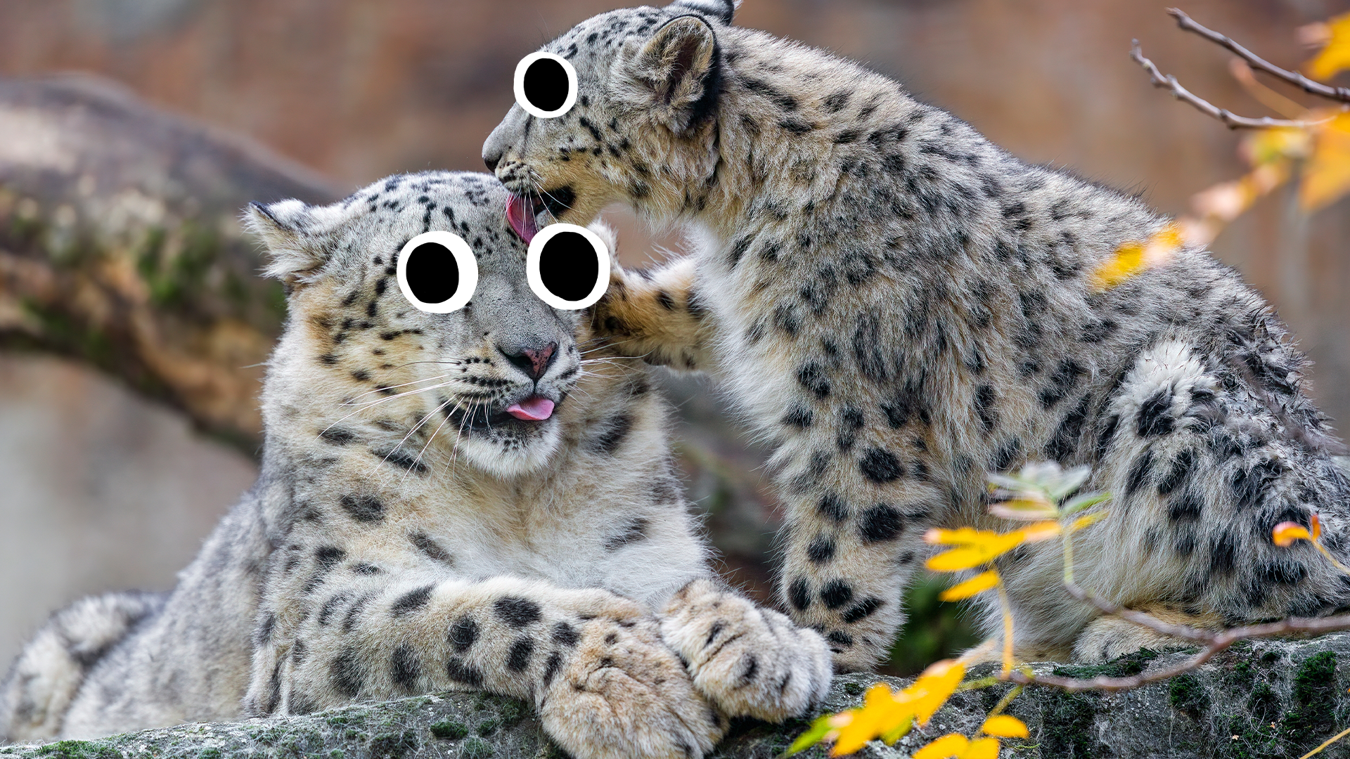 Two cute snow leopards