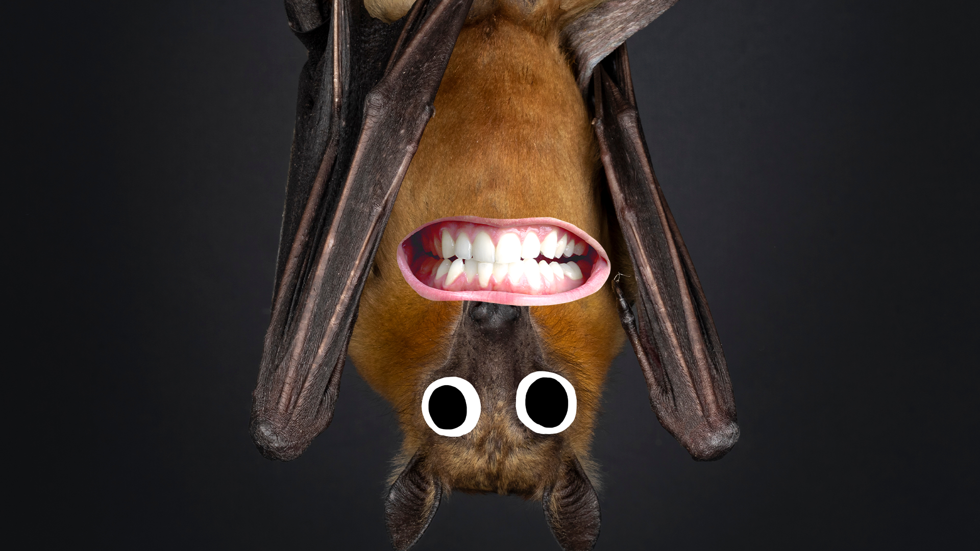 Goofy bats