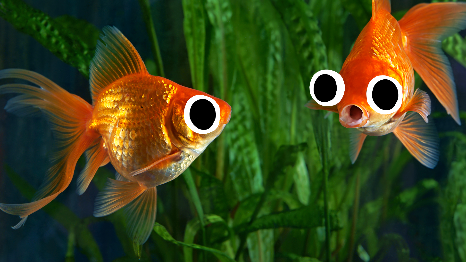 Two goofy goldfish
