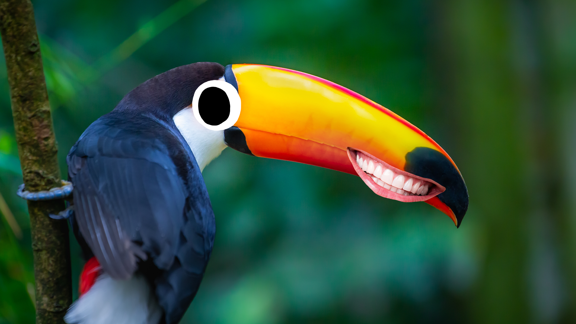 A grinning toucan