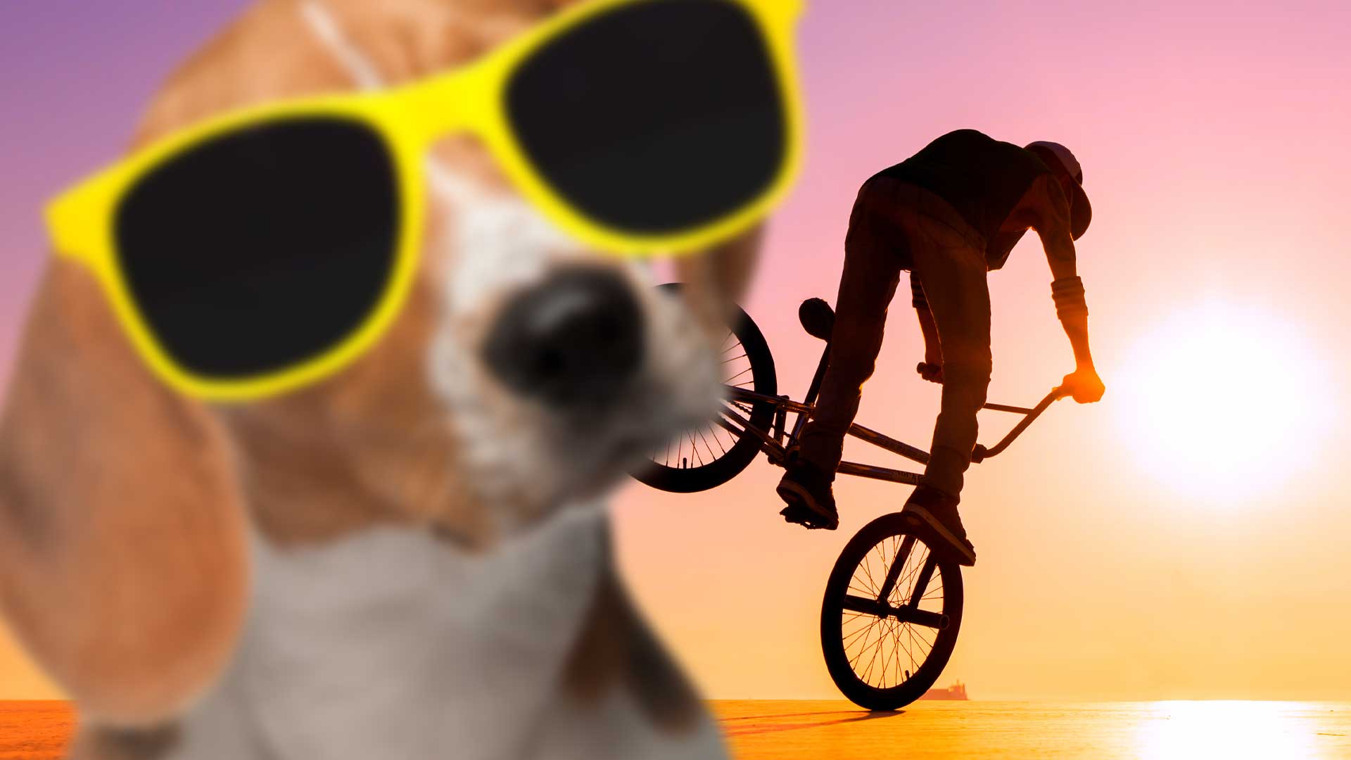 A dog and a BMX rider