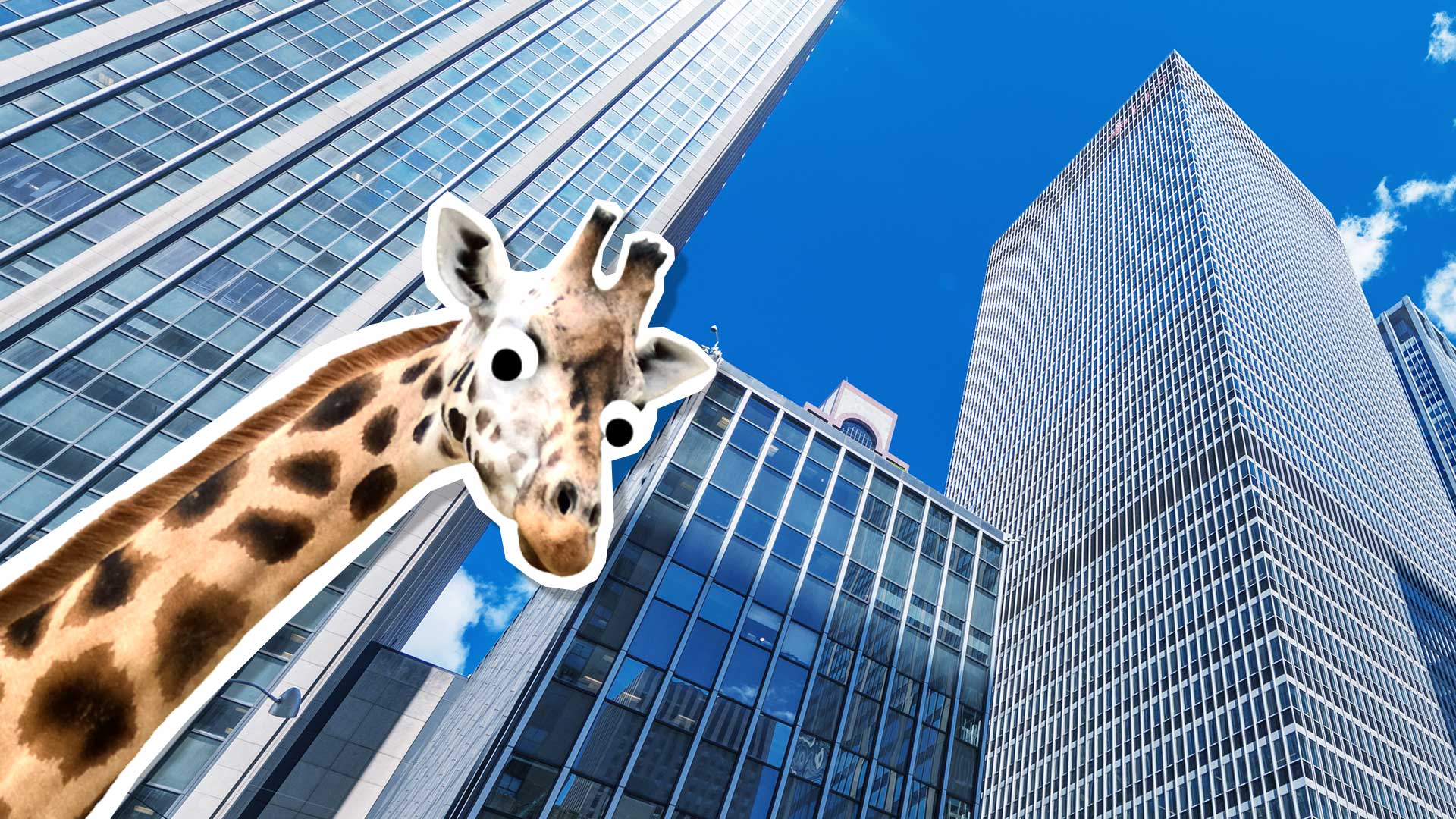A giraffe in New York