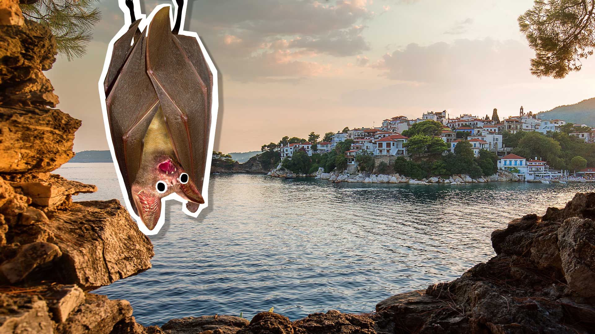 A bat enjoys the view at Skiathos harbour