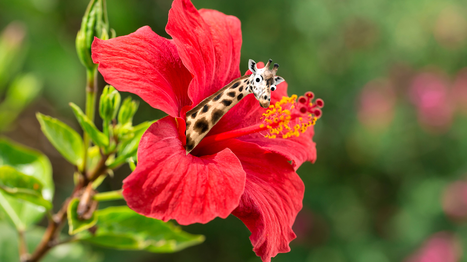 Giraffe popping out of hibiscus 
