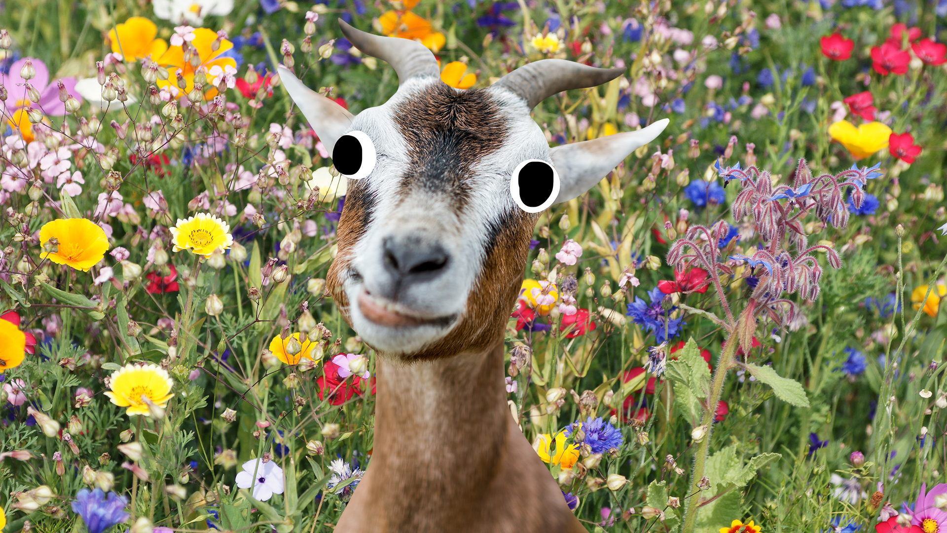Derpy goat in a meadow