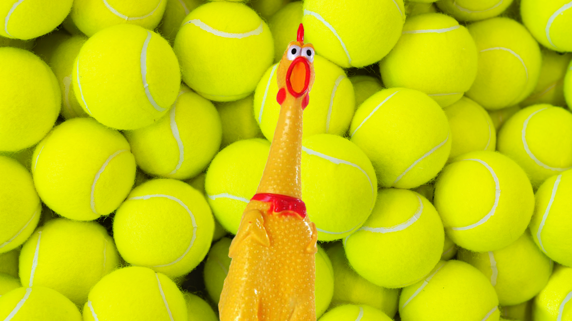 Rubber chicken on a tennis ball background
