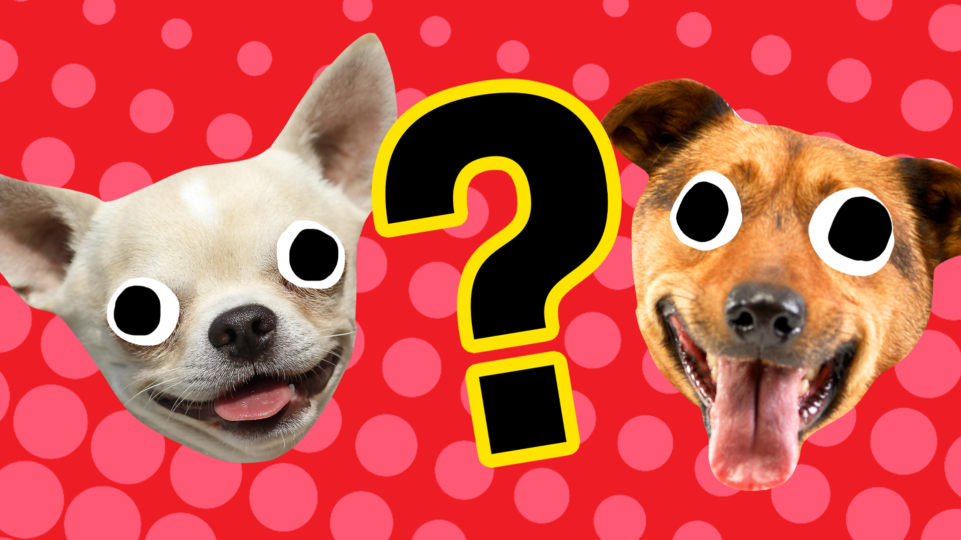 Two dog head and question mark on red background