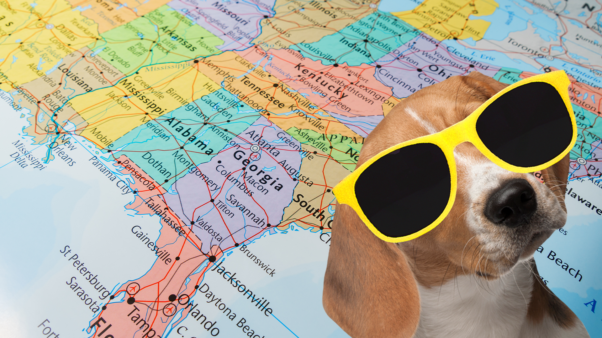 Map and cool dog