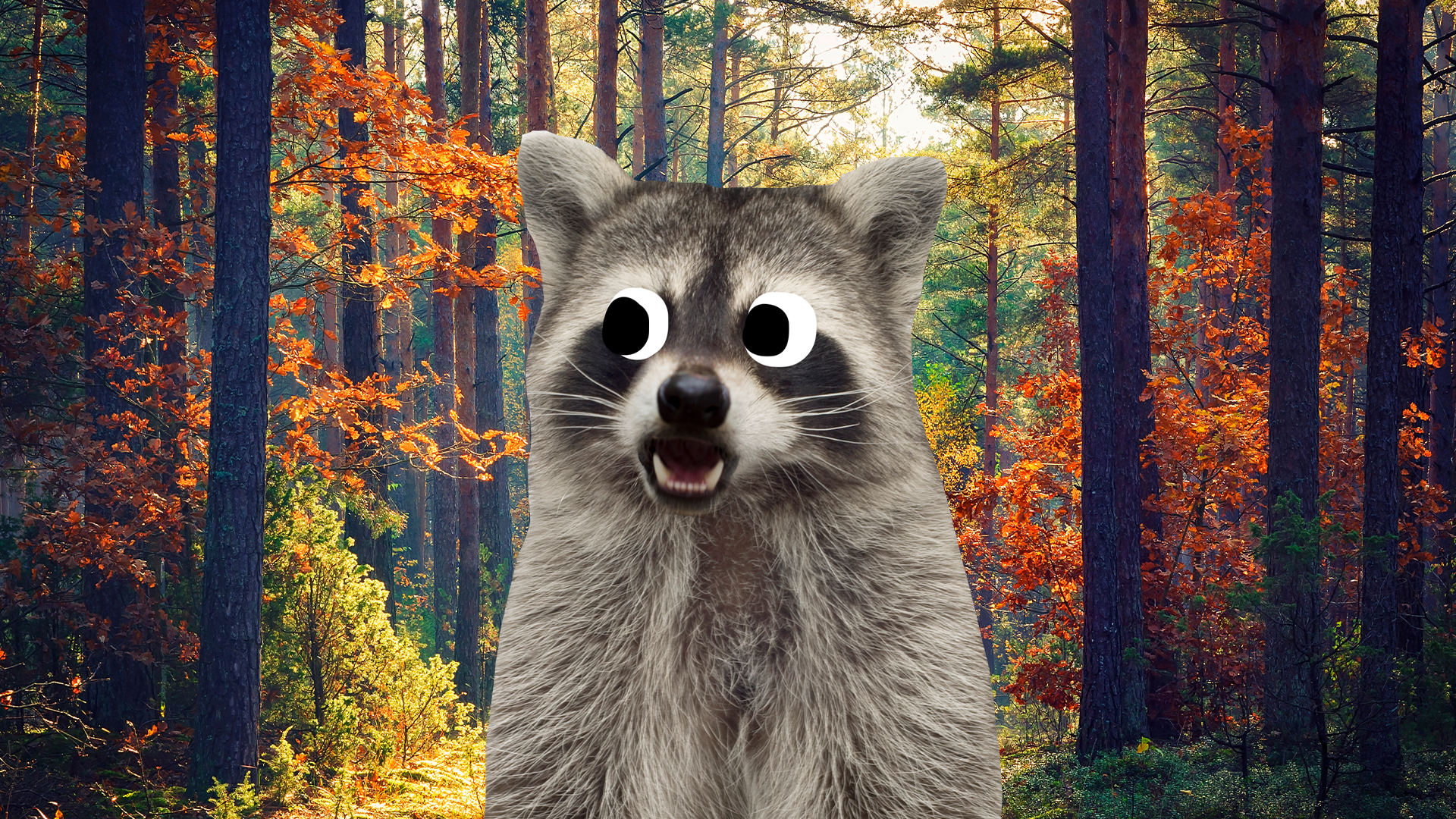 Racoon in the wilderness