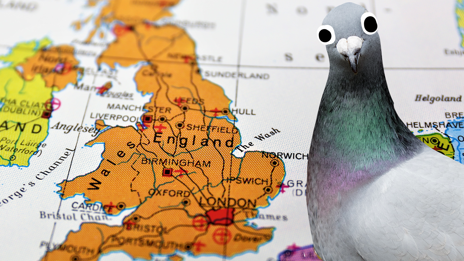 Pigeon and map of UK