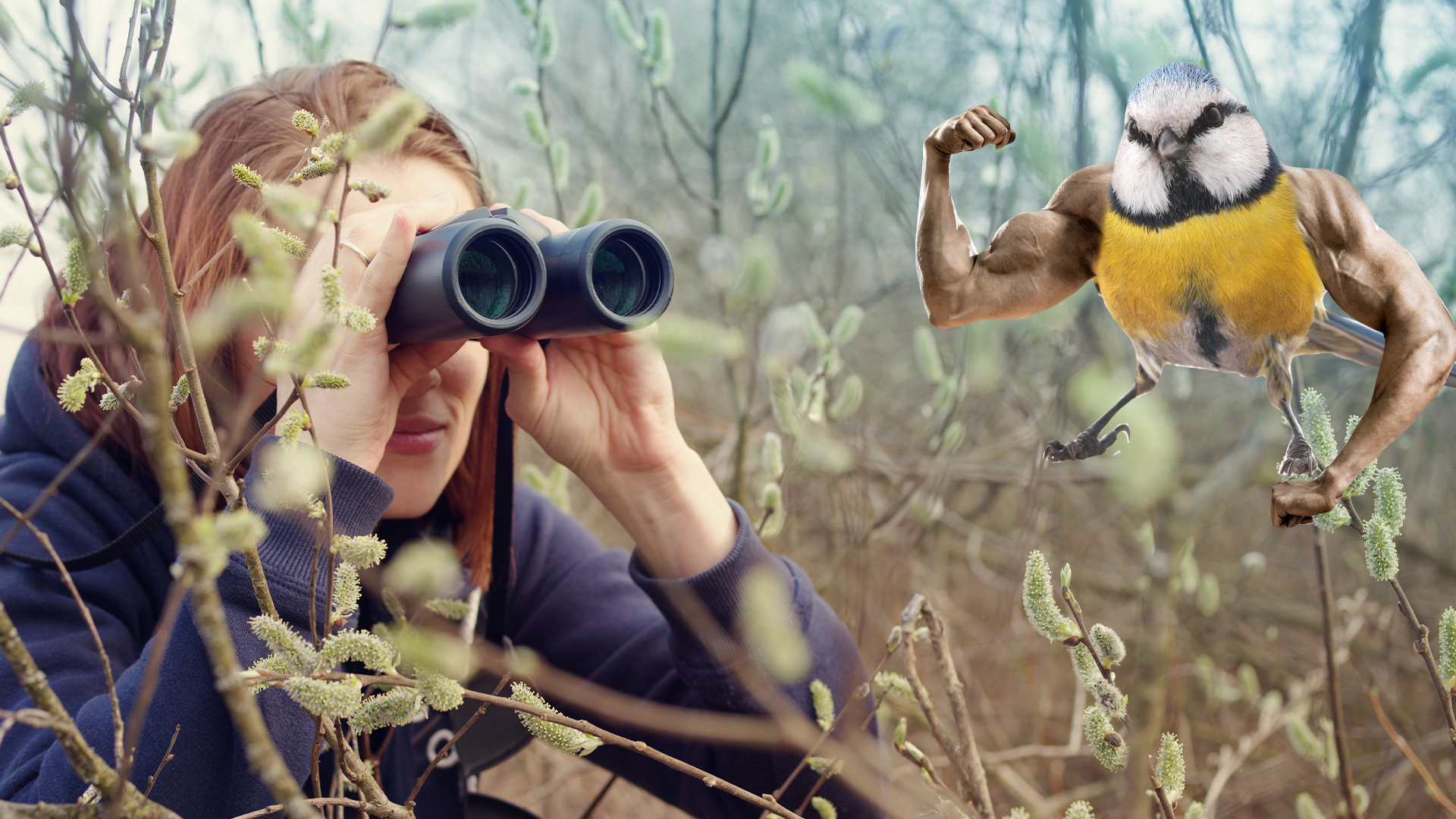 Woman birdwatching and hench bluetit