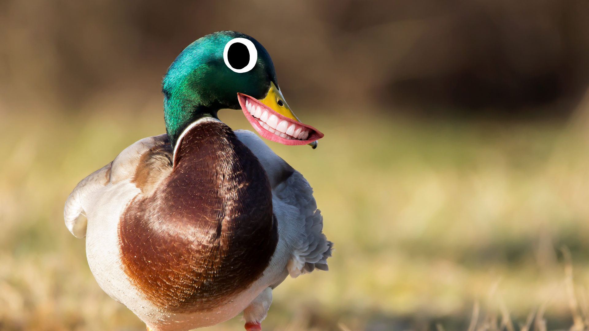 A goofy duck