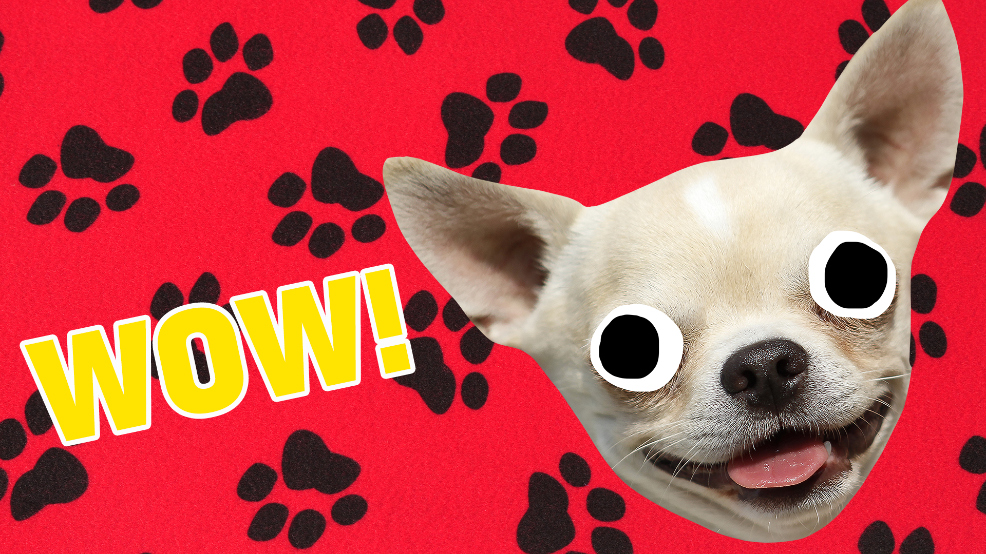 Woah! You're officially the dog breed champion because you got 10/10 on the quiz! Congrats! 