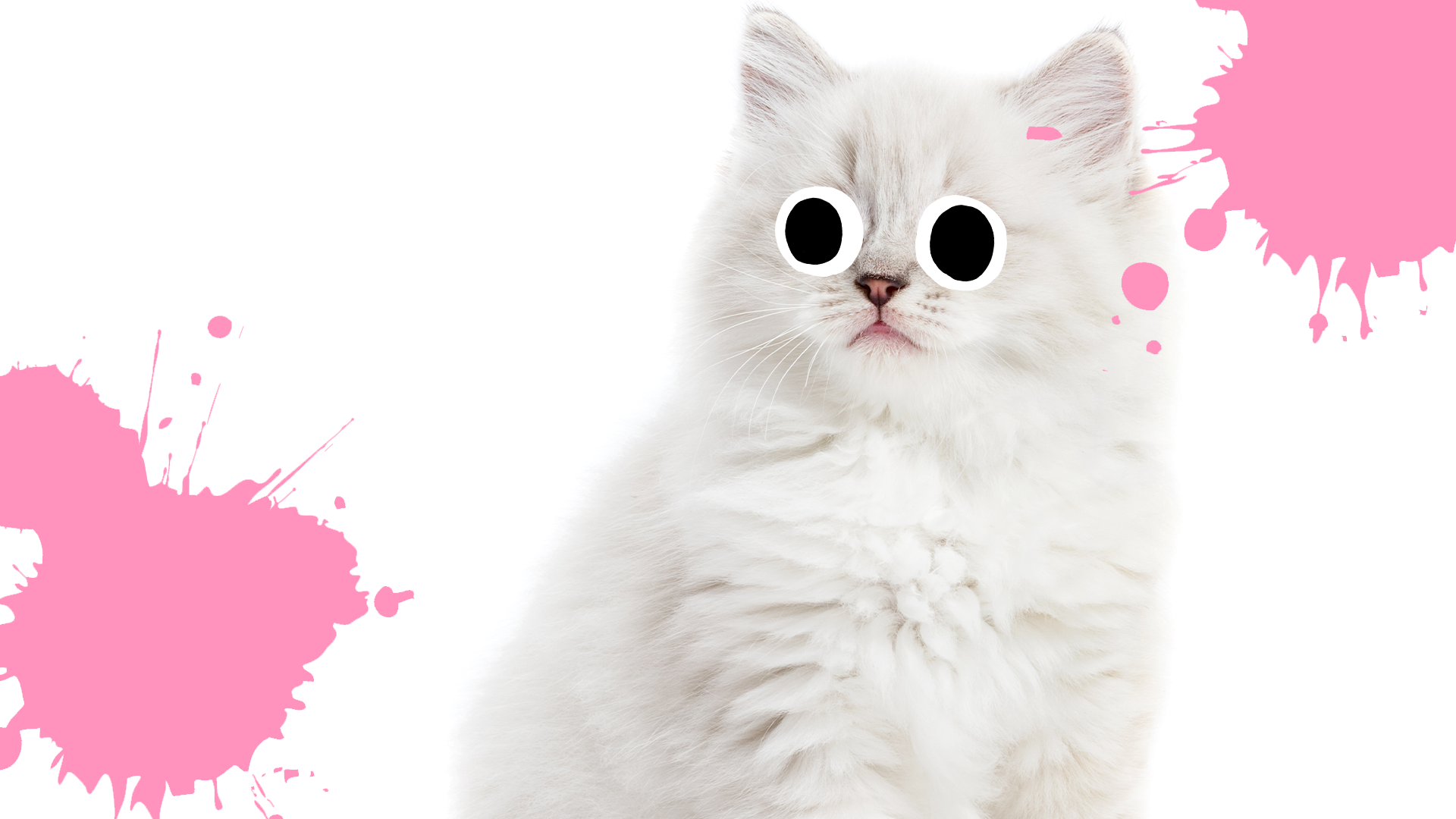 A cute cat and pink splats