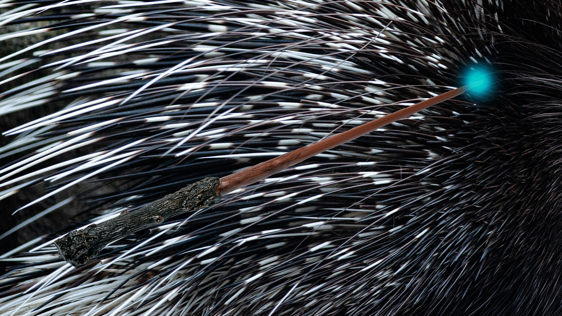 Porcupine quills and wand