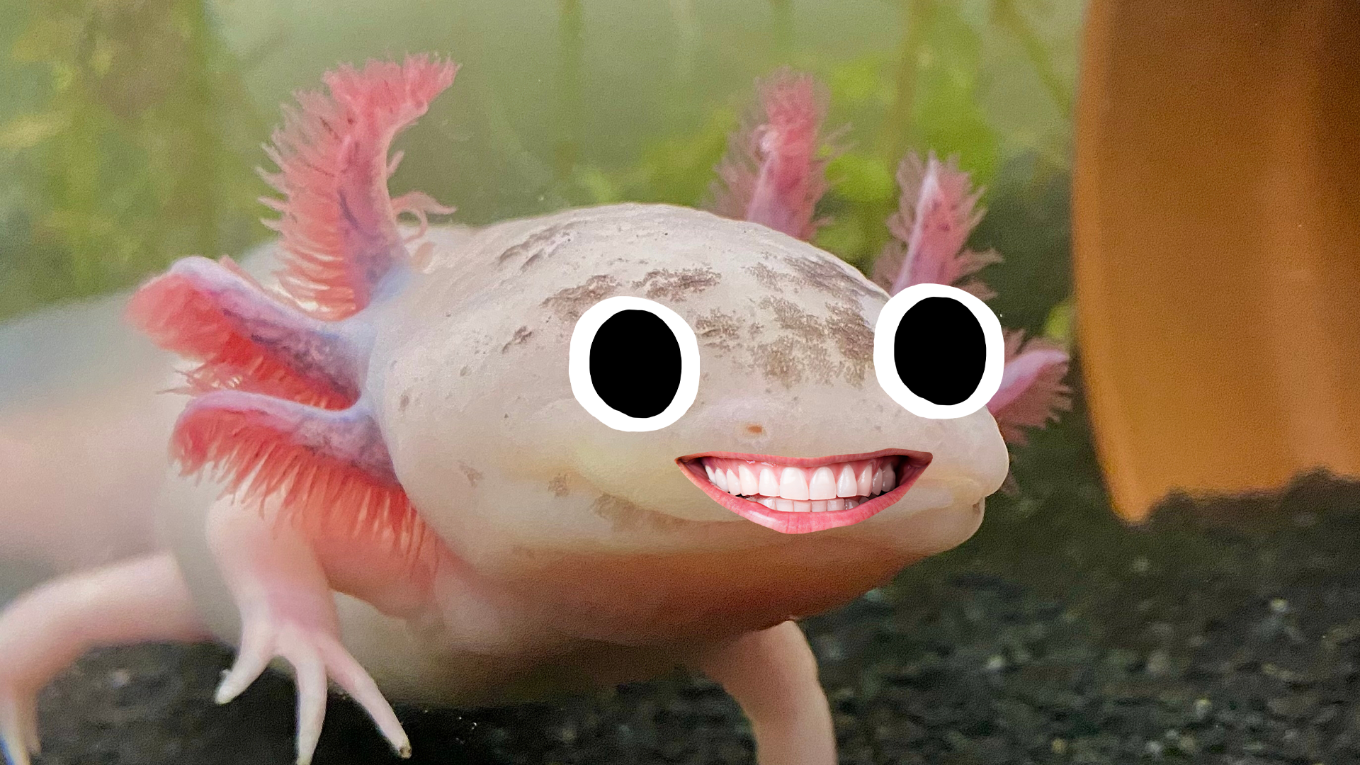 Goofy looking axolotl 