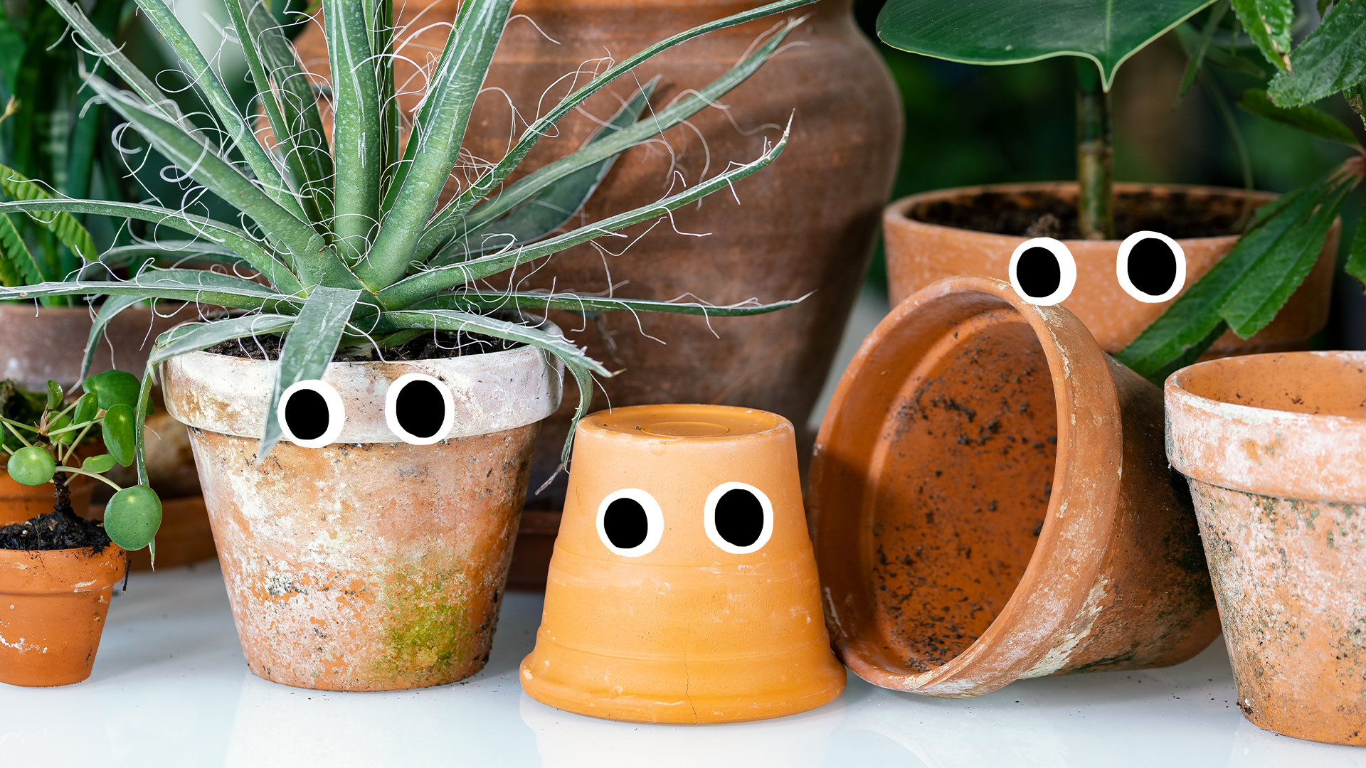 Pot plants with eyes