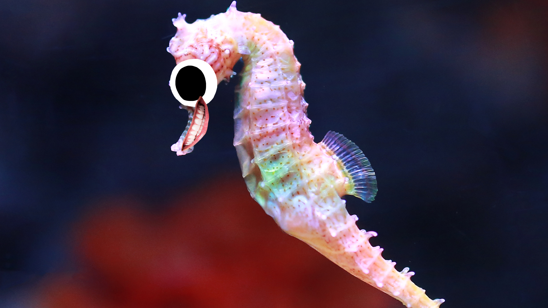 A goofy lil seahorse