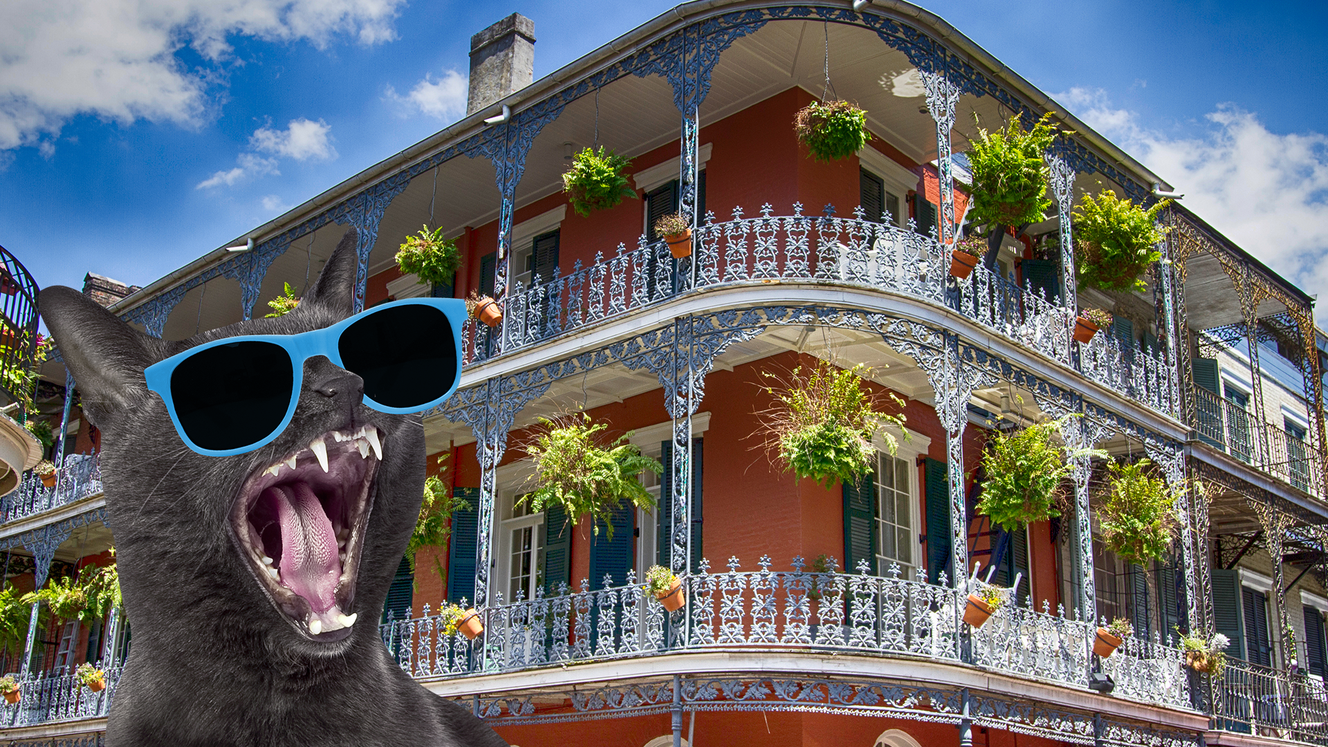A cat in New Orleans