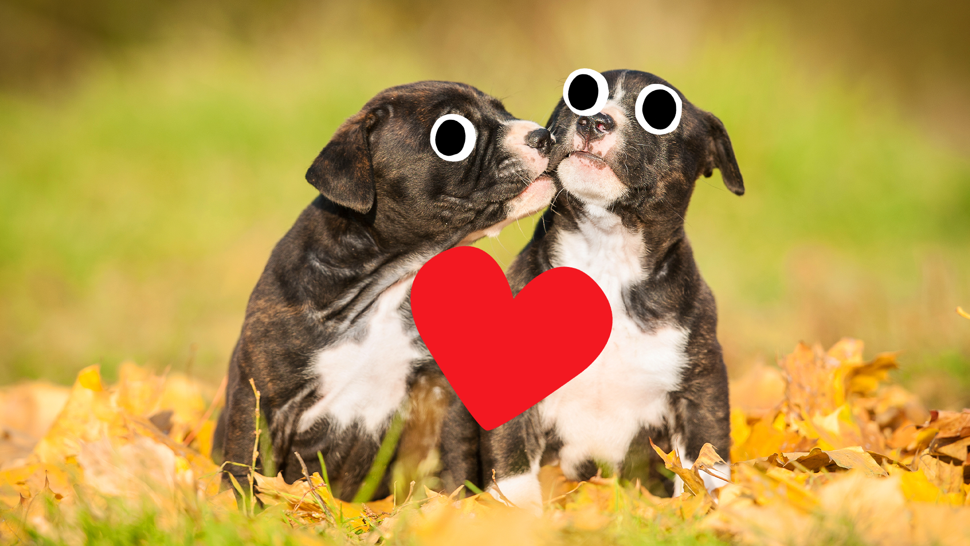 Two kissing puppies and a heart emoji