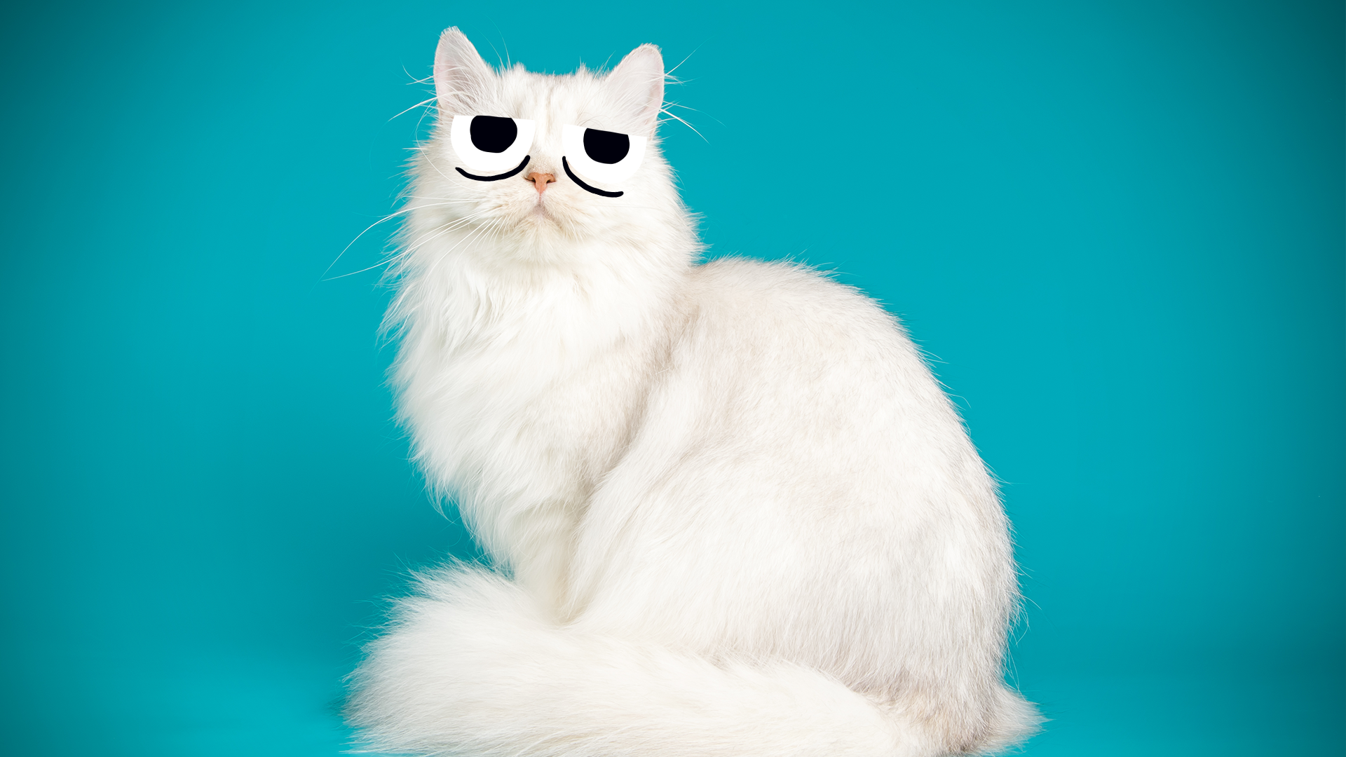 A fluffy white cat