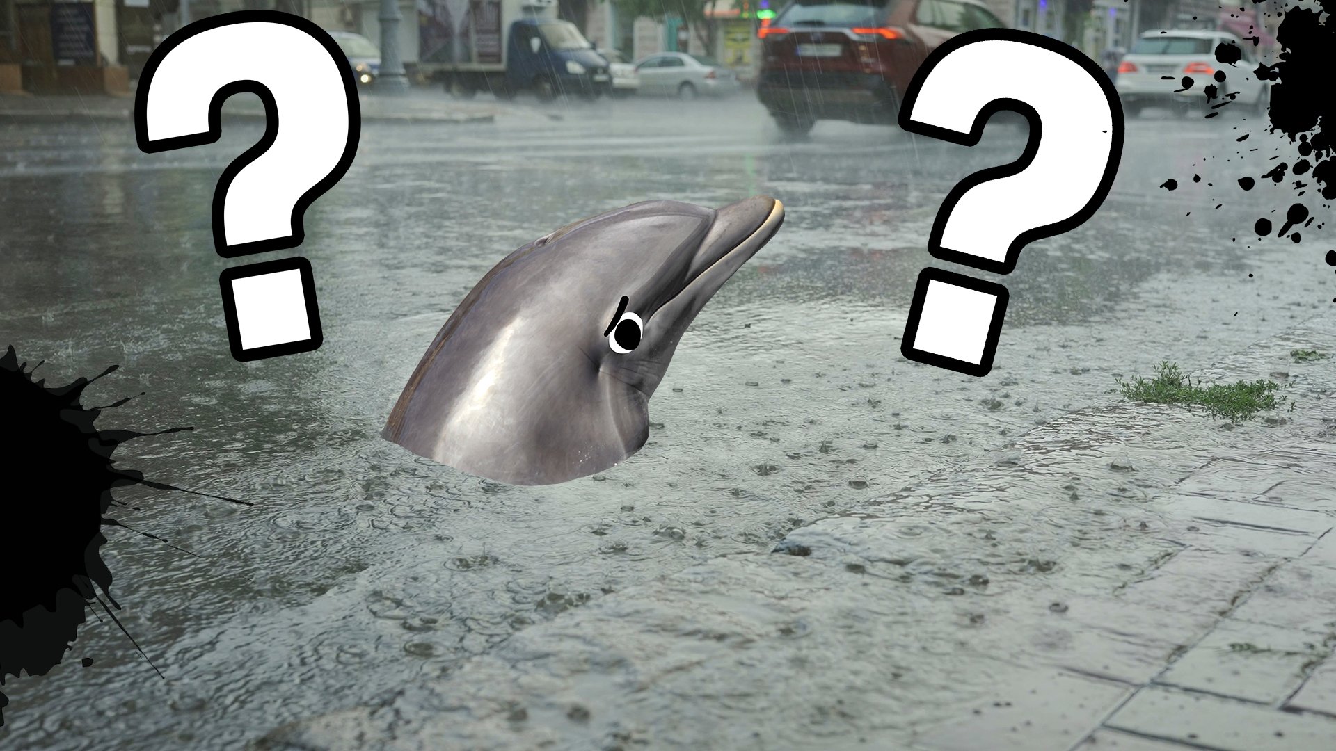 A dolphin in the street