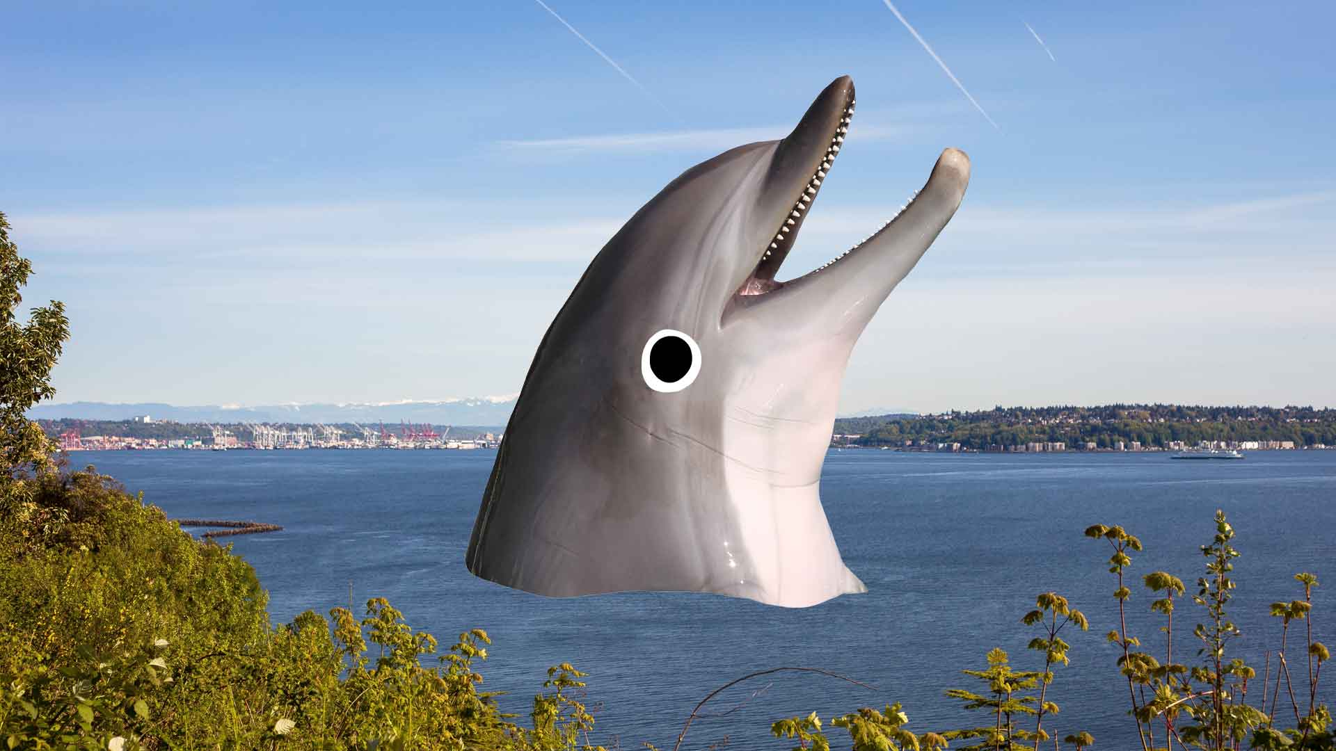 A dolphin in Seattle