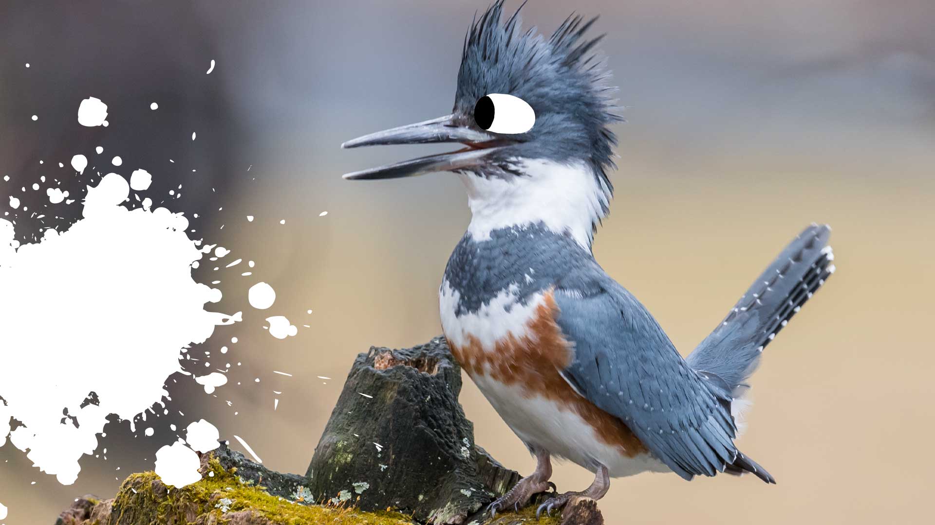  A belted kingfisher