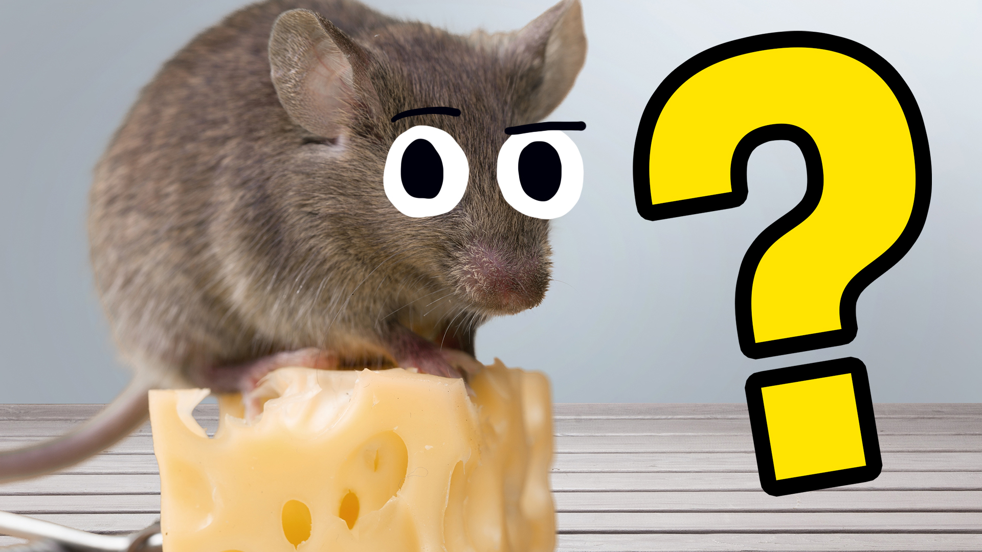 A mouse on some cheese