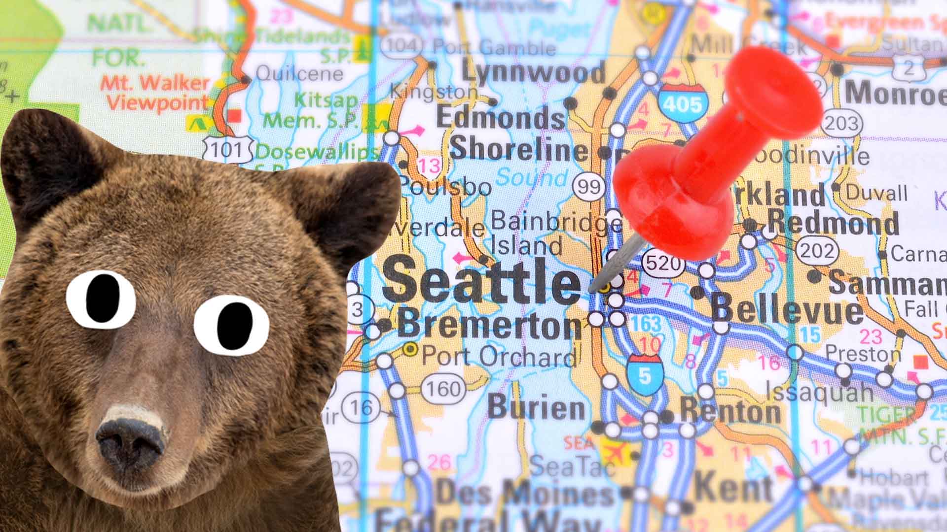A bear and a map of Seattle