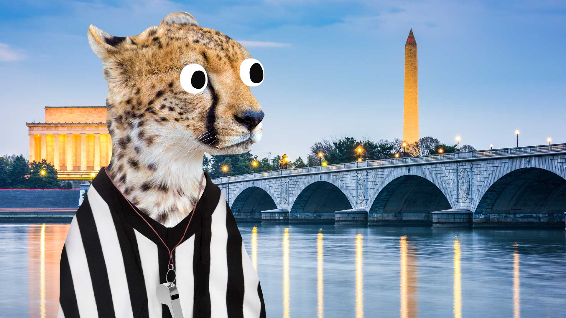 A cheetah looking at the Washington DC skyline