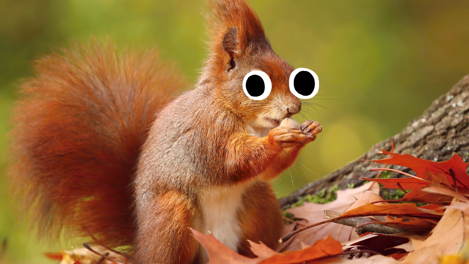 Goofy looking red squirrel 