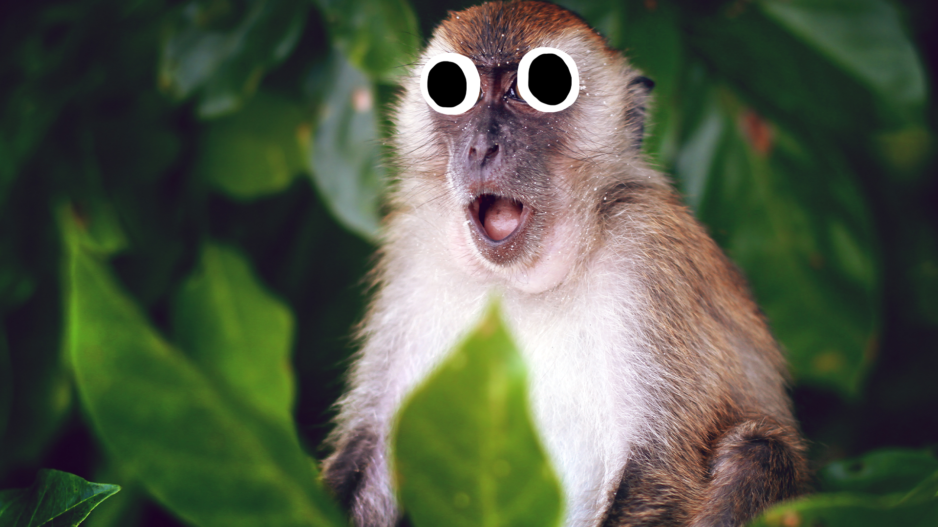 Surprised monkey
