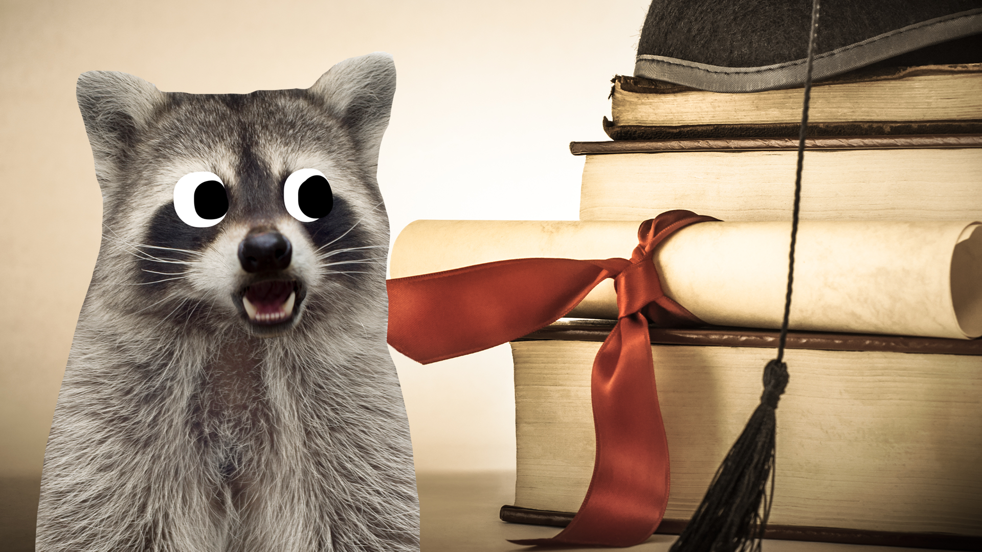 Worried looking raccoon and some academic books