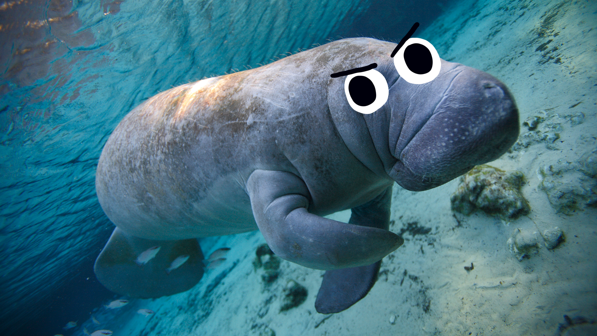 A manatee floating in the sea