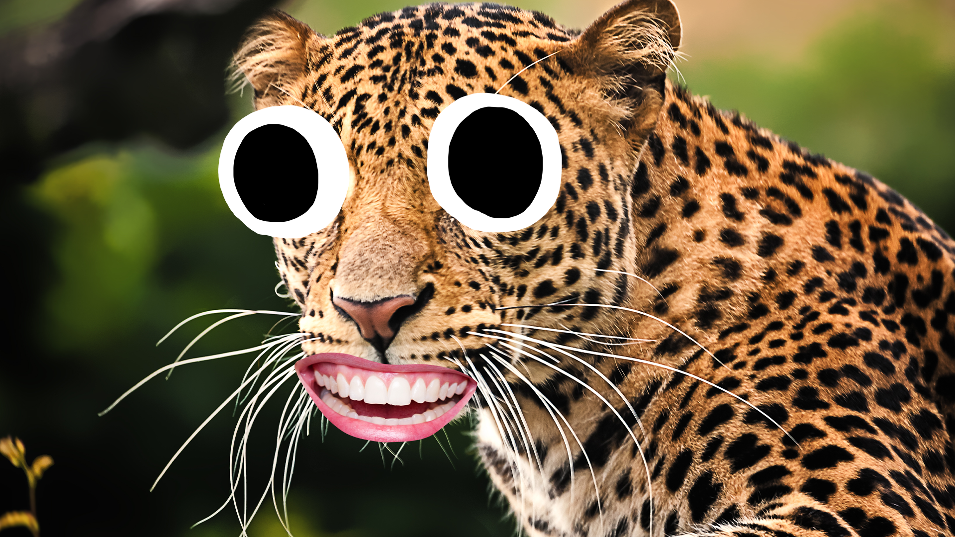 A goofy leopard
