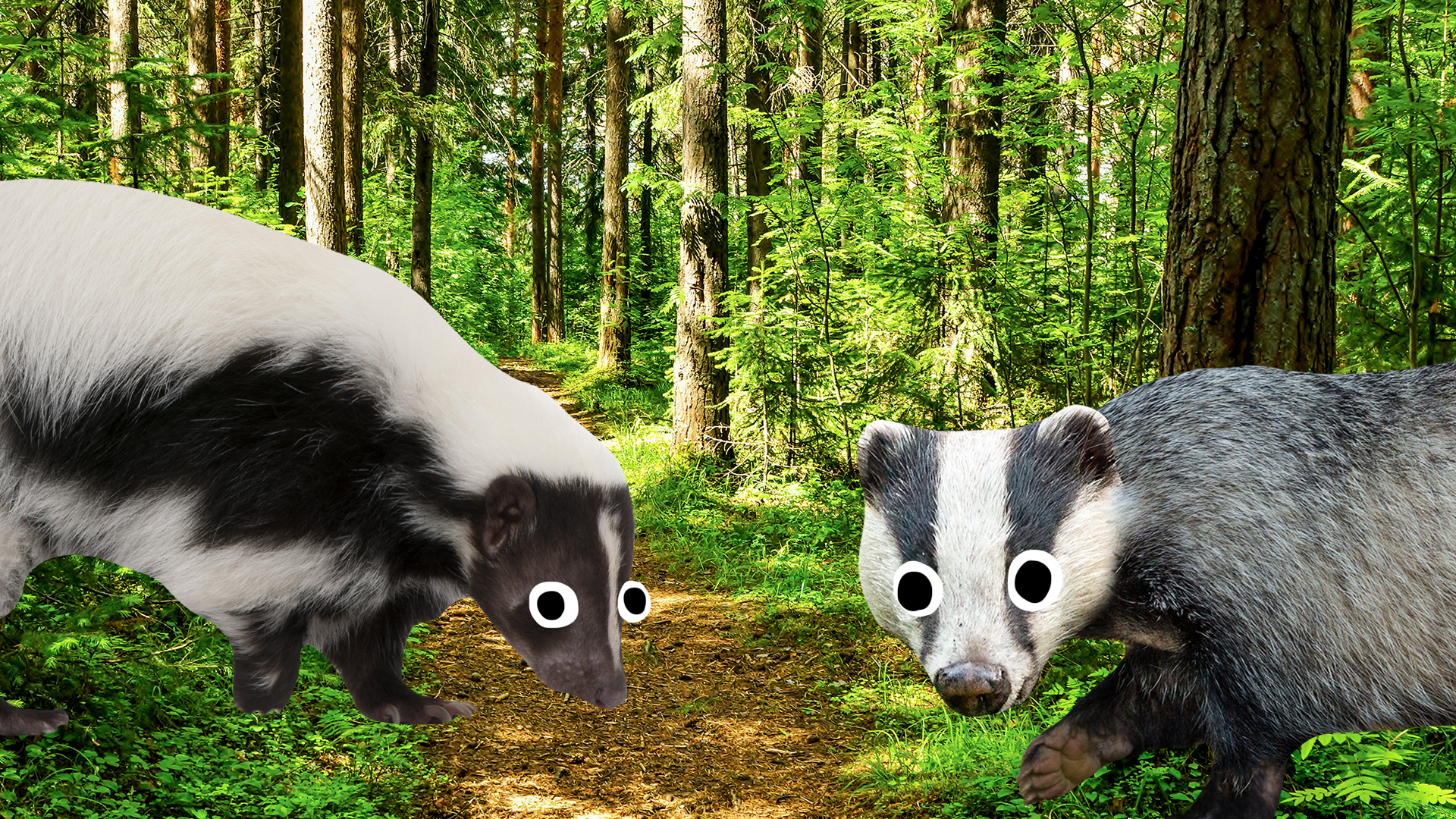 A skunk and a badger in the woods