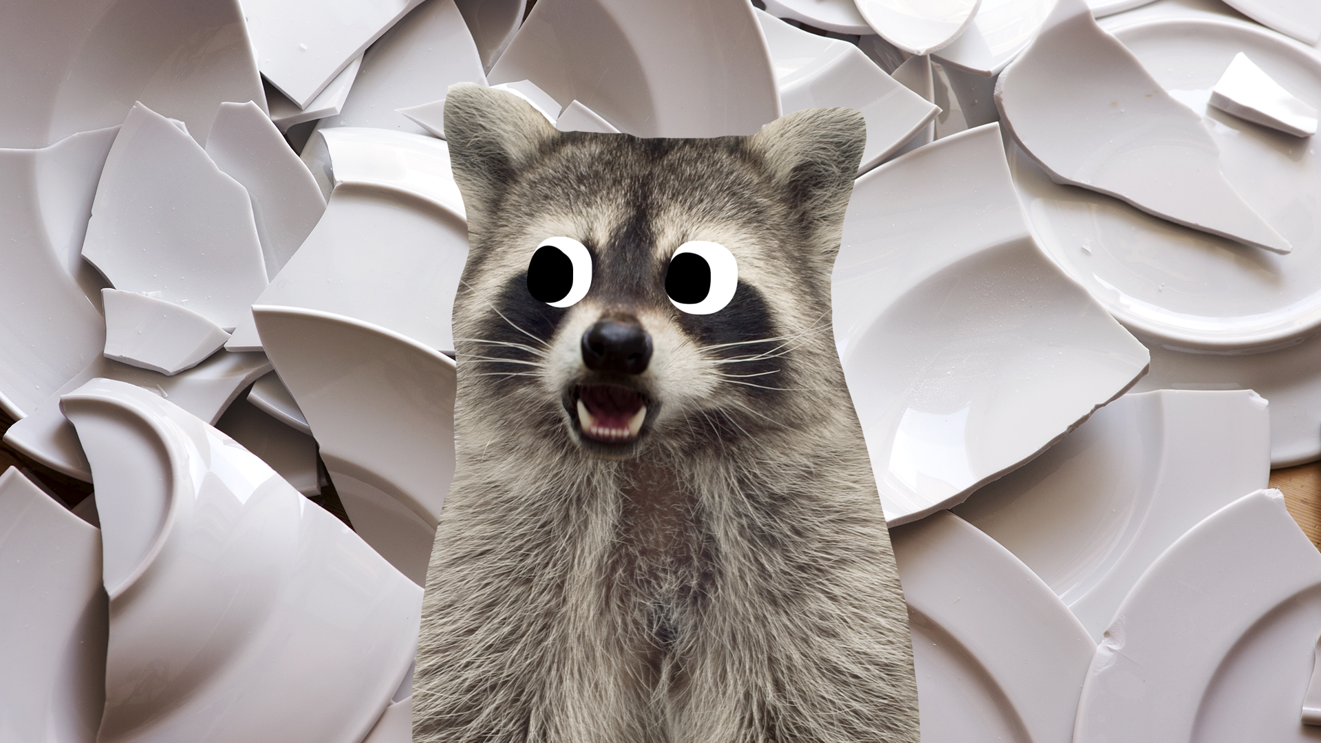 Nervous raccoon and broken plates