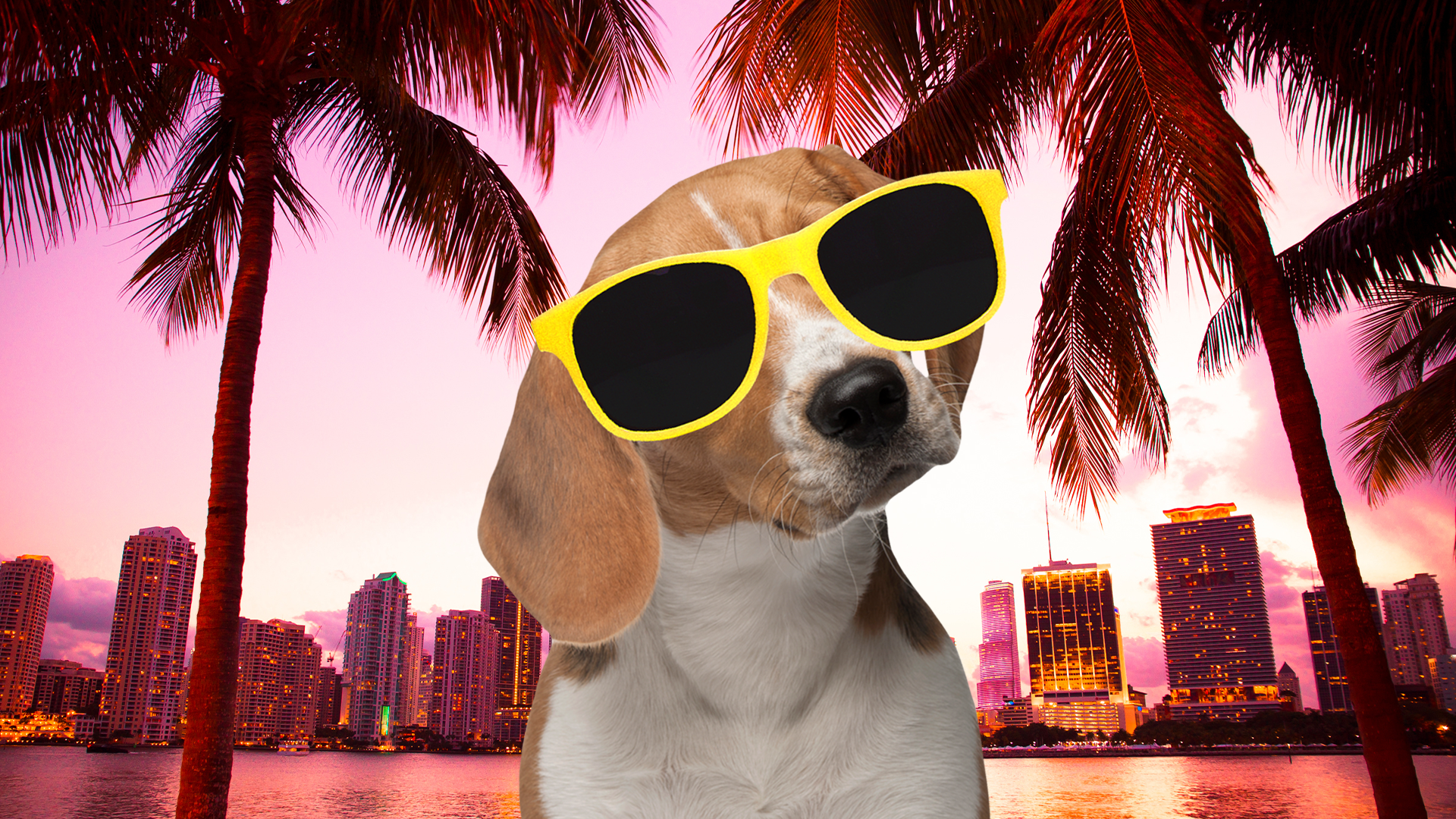 Cool Dog in Miami 