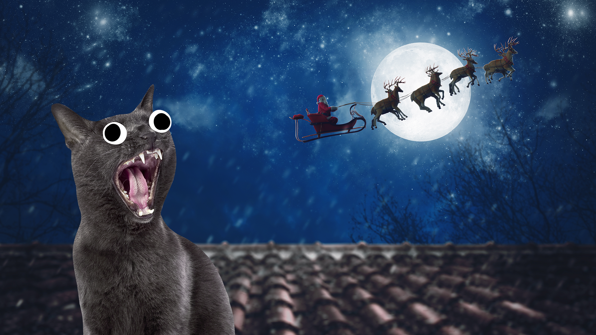 A black cat meowing at Santa and his reindeer