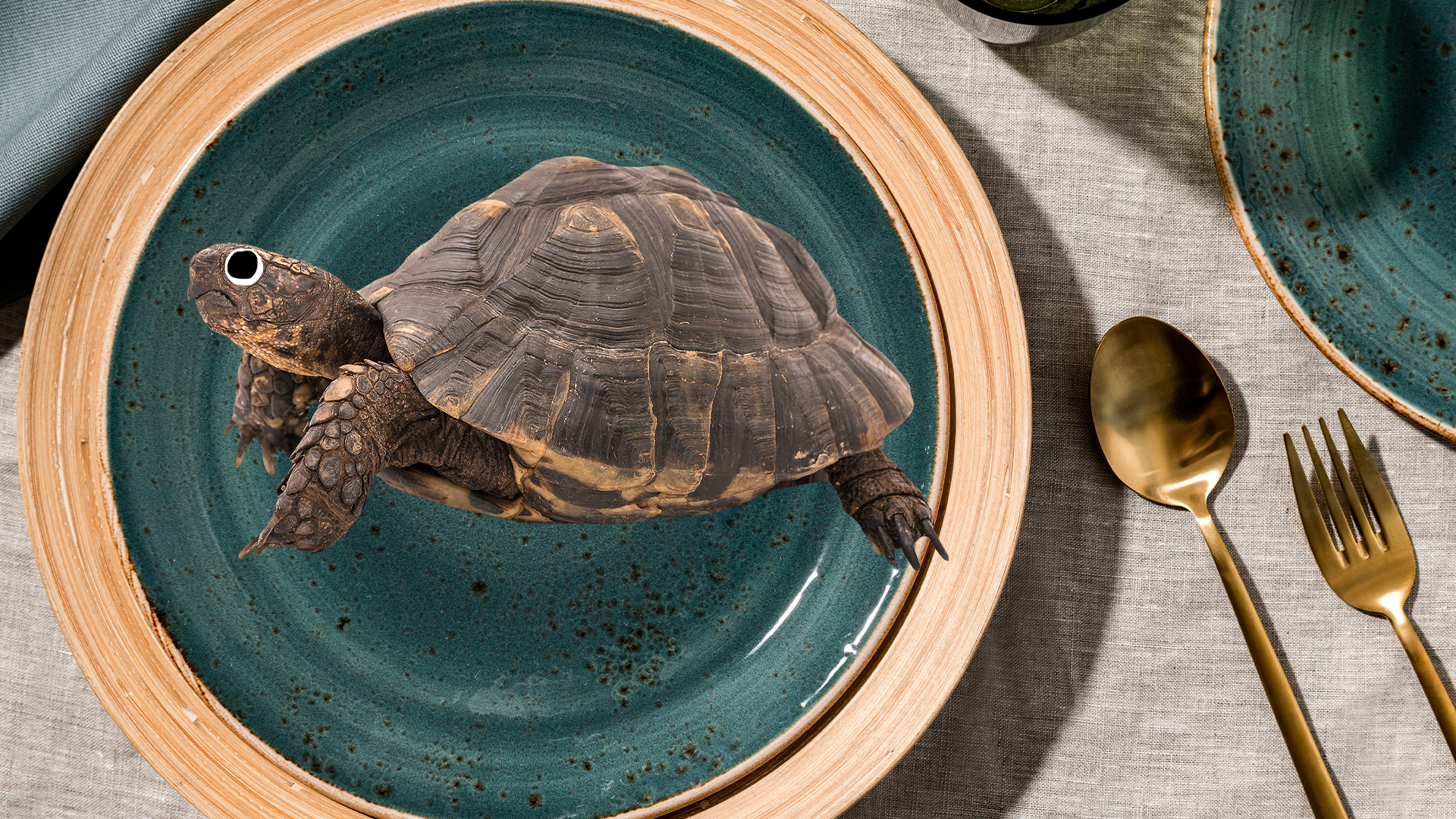 Beano tortoise on a plate