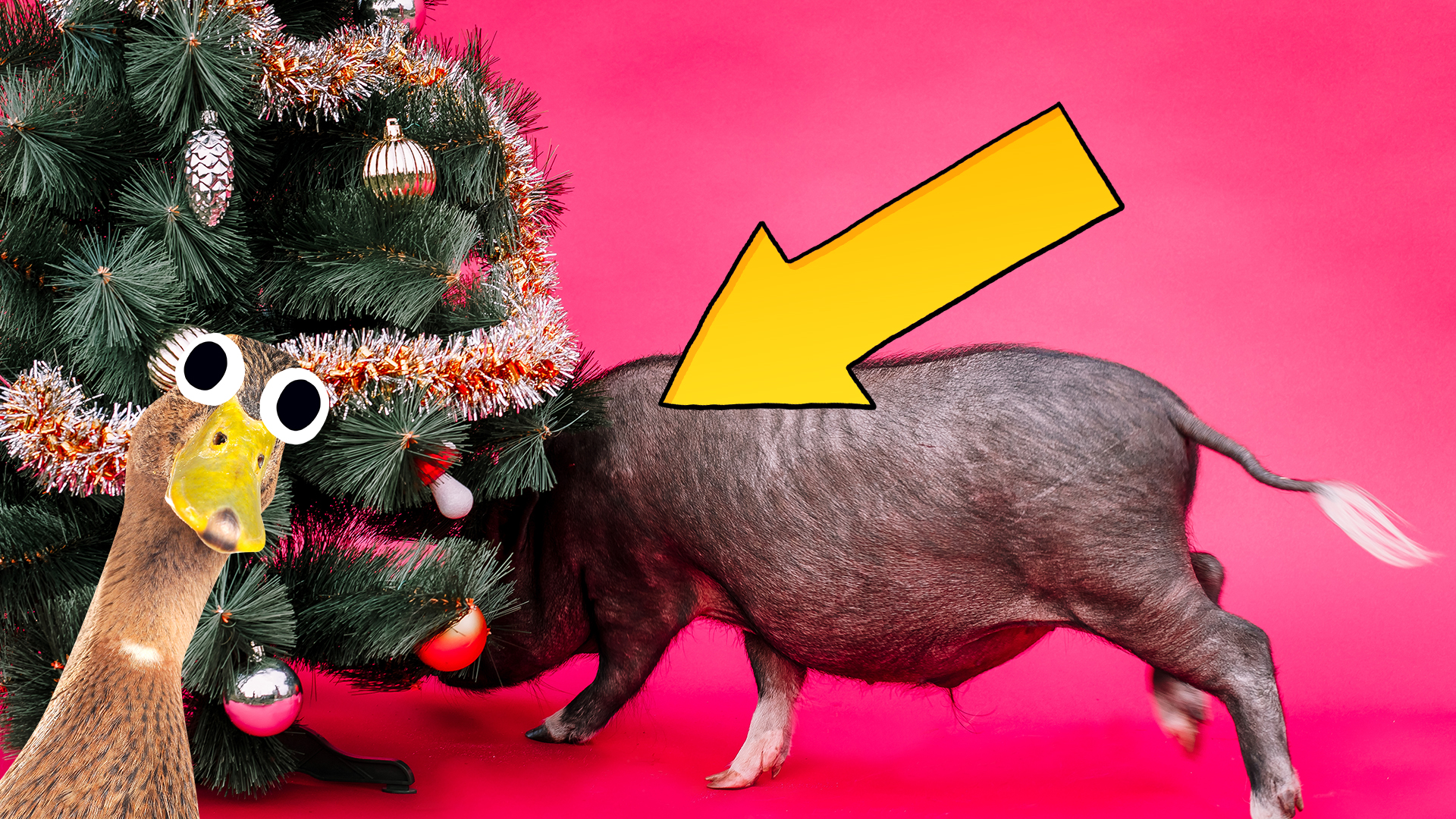 A pig looking under a Christmas tree