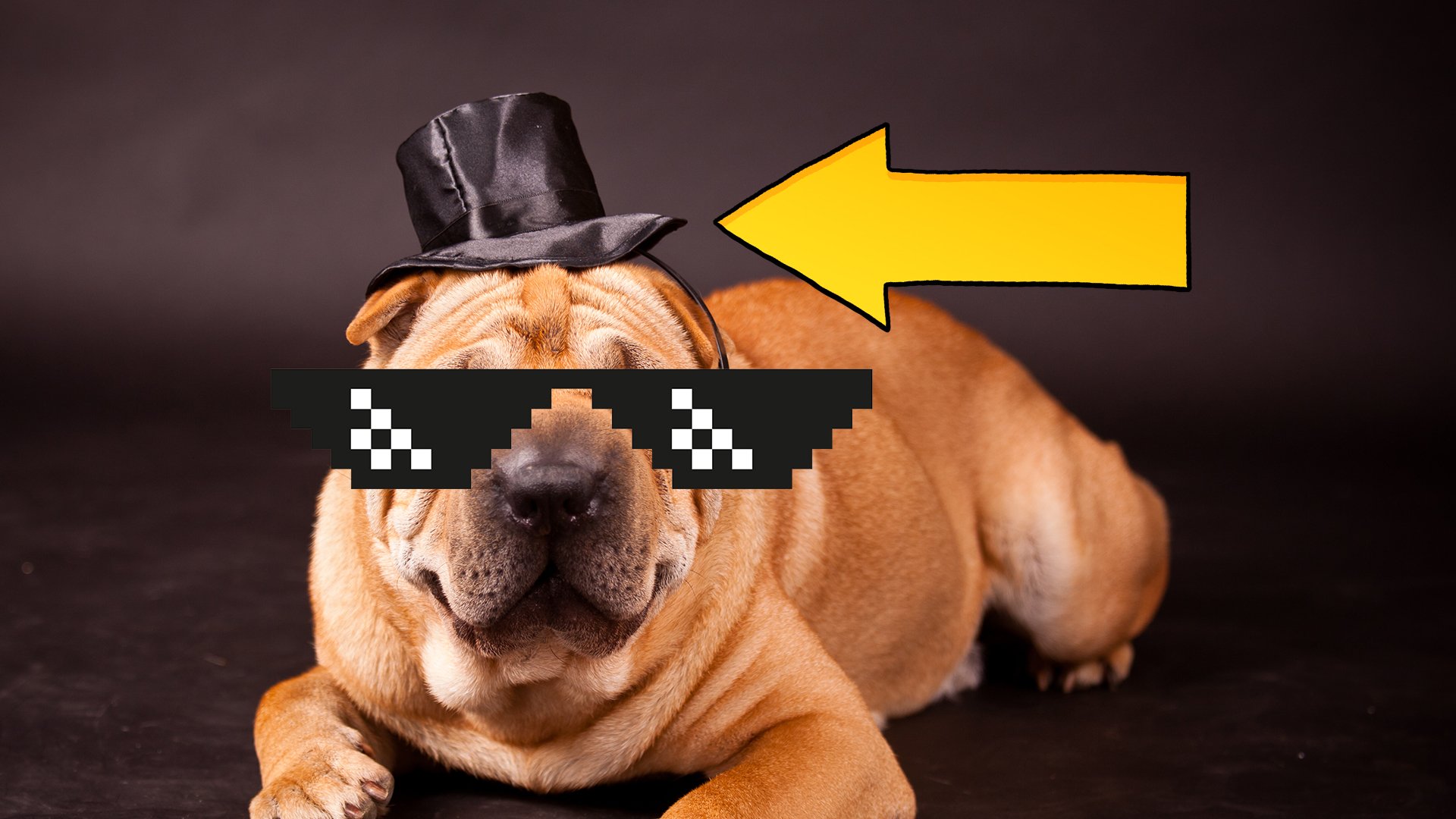 A dog in a hat and sunglasses 