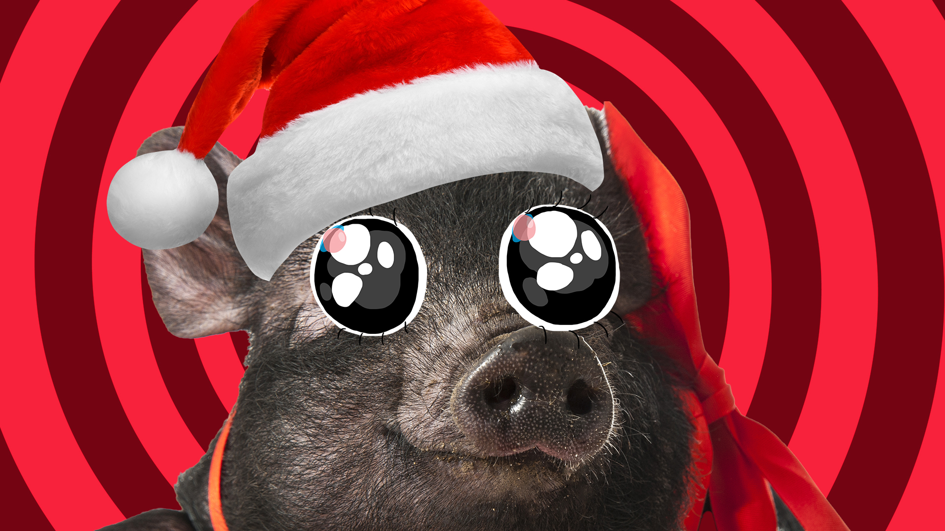 A pig in a Christmas hat