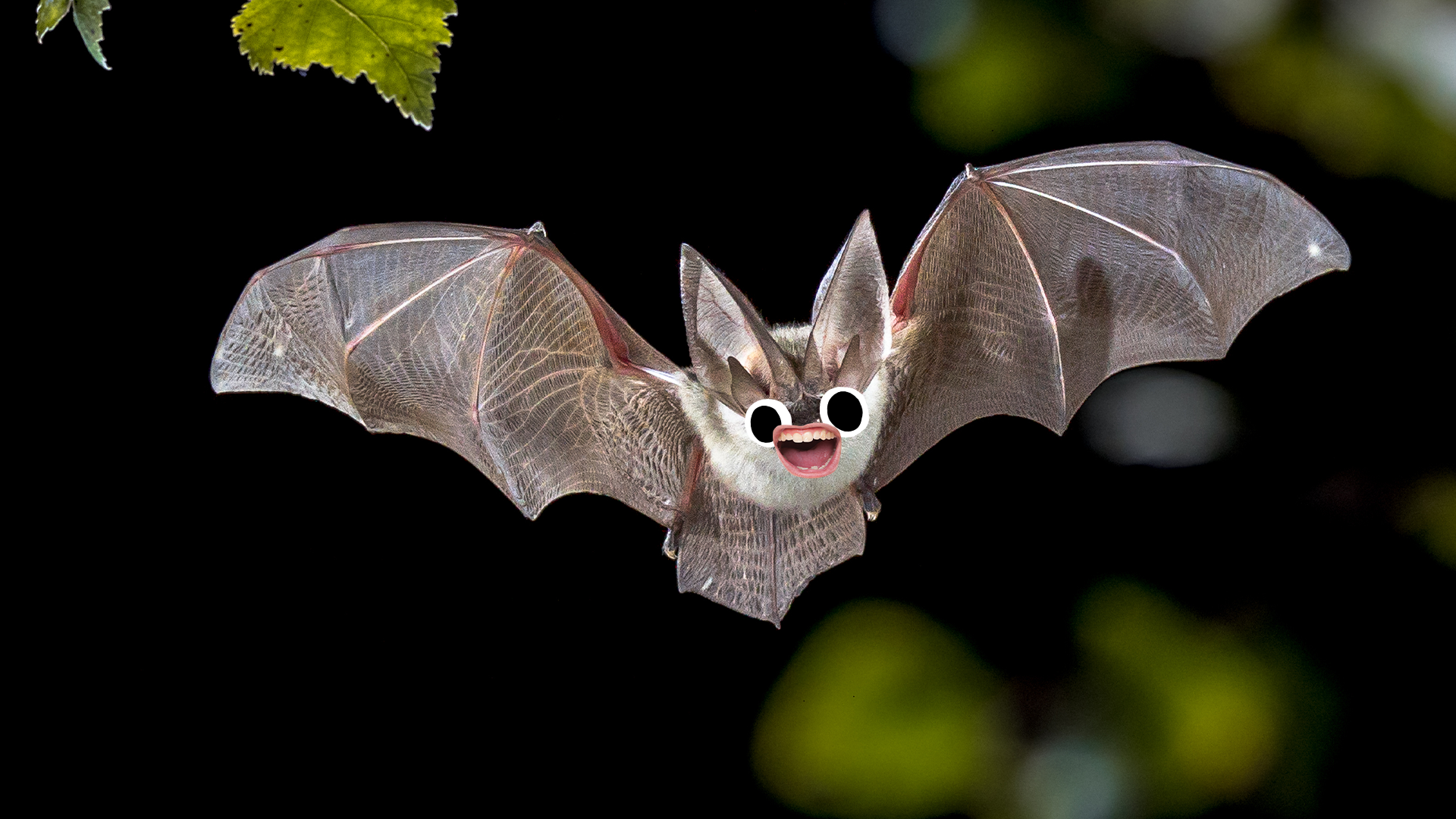 Goofy looking bat